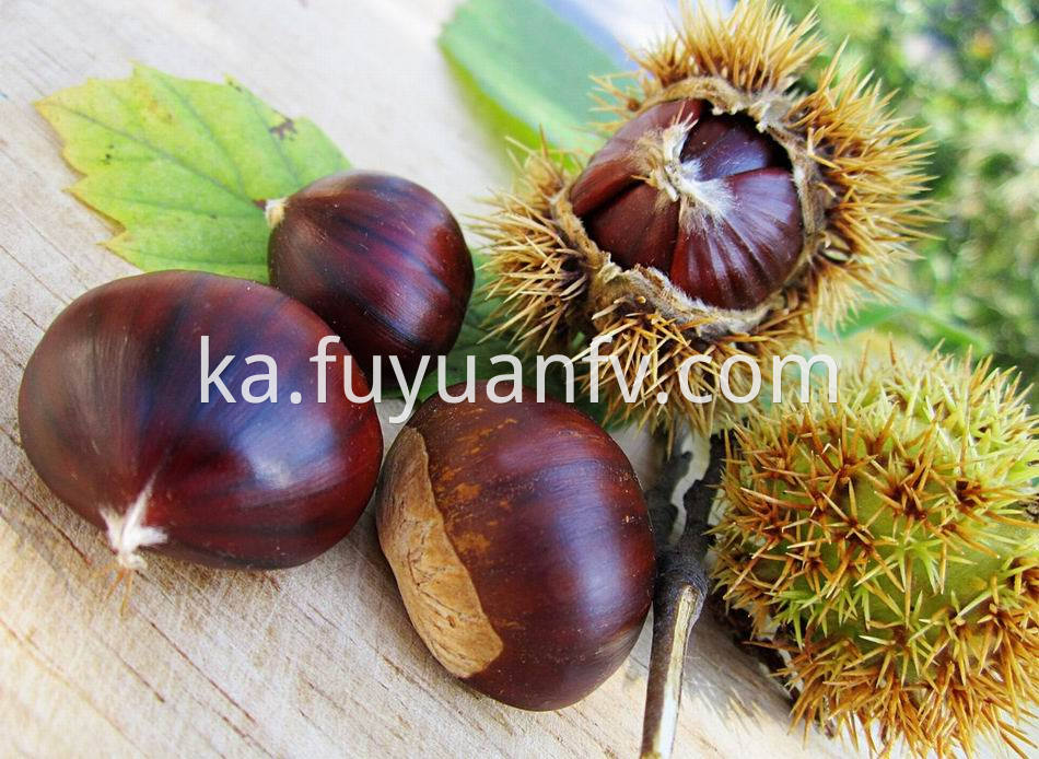 Fresh Chestnut 8